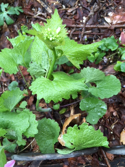 Garlic Mustard